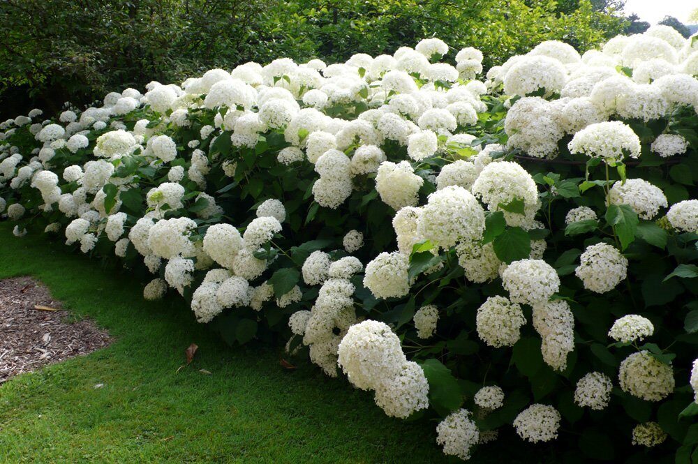 Кустарники декоративные для сада и огорода многолетники фото с названиями цветущие